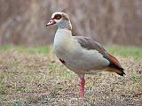 Egyptian Goose_45026